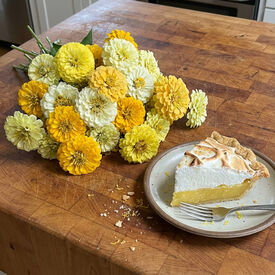 Lemon Meringue, Zinnia Seeds